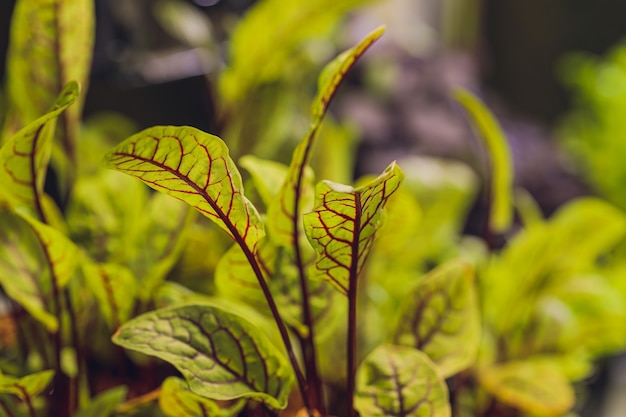 Barbabietola rossa fresca germogli e foglie giovani vista frontale di erbe vegetali e microgreen anche barbabietola da giardino da tavola