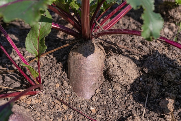 red beets on a bed in the garden.