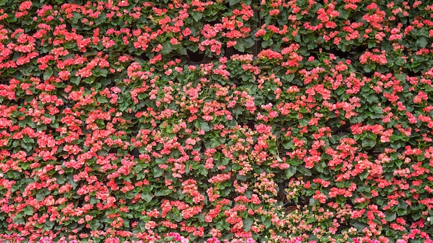 赤いベゴニアの花、庭園