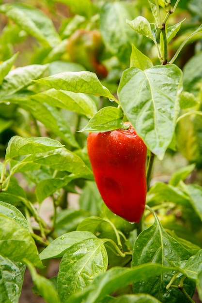 Red bell pepper growing on bush in the garden. Bulgarian or sweet pepper plant. Shallow depth of field