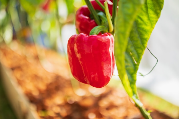 Фото Растение красного болгарского перца в органическом саду