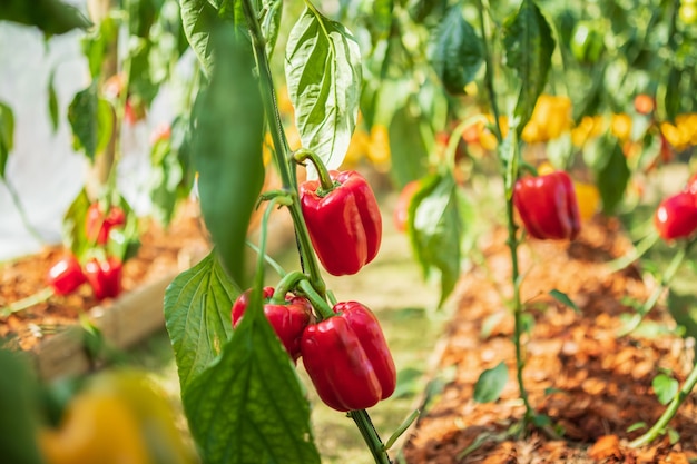 Red bell pepper plant growing in organic garden