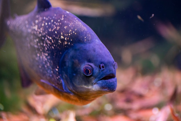 Photo red bellied piranha