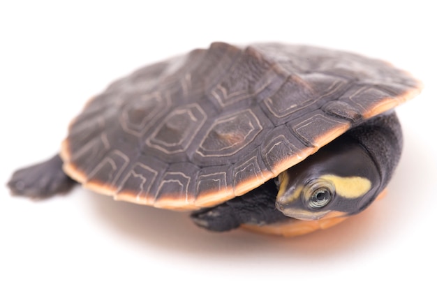 Red-bellied Shortneck Turtle on white