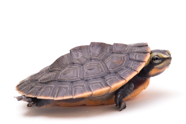 Photo red-bellied shortneck turtle on white