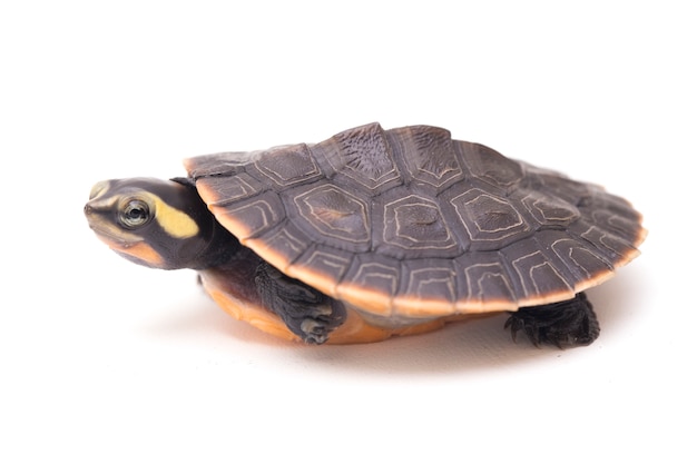 Red-bellied Shortneck Turtle on white