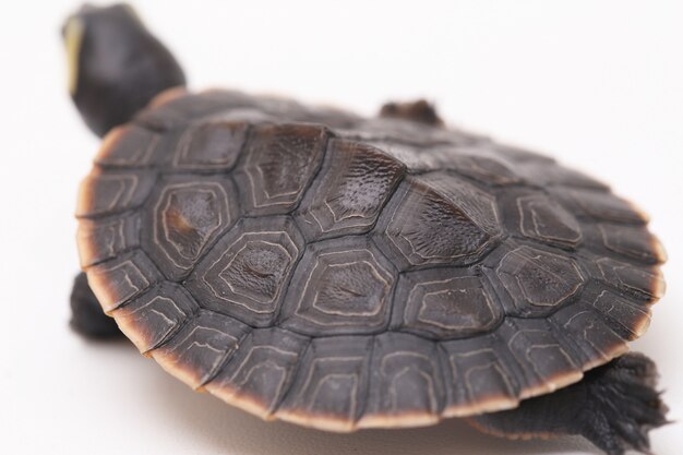 Red-bellied Shortneck Turtle on white