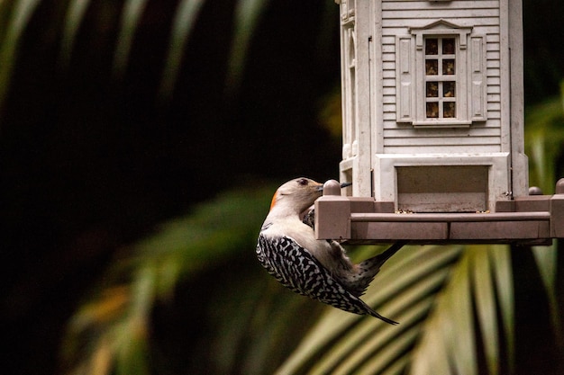 Red bellied woodpecker melanerpes carolinus bird on a bird feeder in naples florida