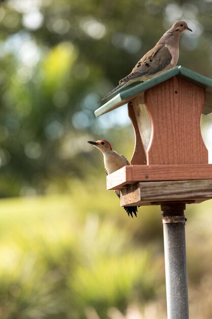 Photo red bellied woodpecker melanerpes carolinus and a mourning dove zenaida macroura on a bird feeder