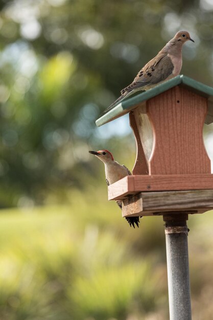 Photo red bellied woodpecker melanerpes carolinus and a mourning dove zenaida macroura on a bird feeder