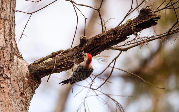 Photo red-bellied woodpecker melanerpes carolinus pecks at a tree in naples florida