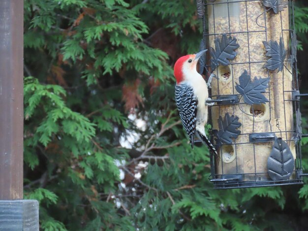 Red bellied woodpecker at my feeder