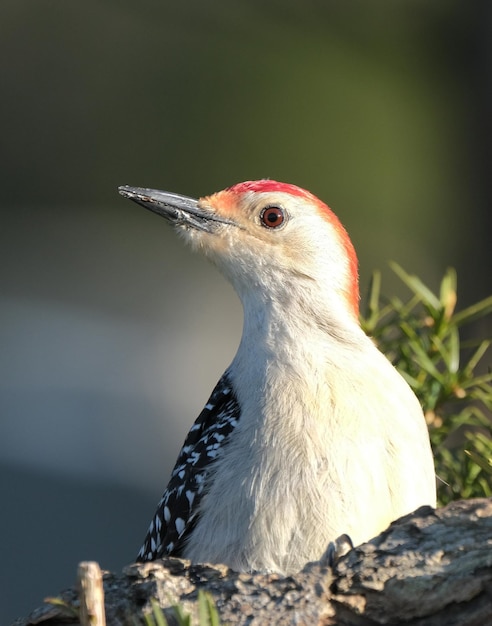 Photo red-bellied woodpecker