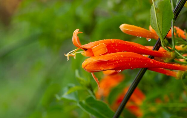 Red bells of the Firecracker flower (Russelia equisetiformis)