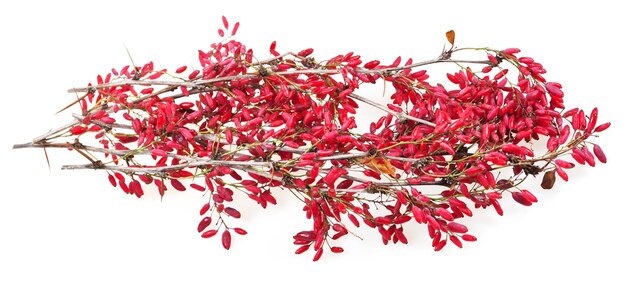 Red berberis shoot with ripe fruits