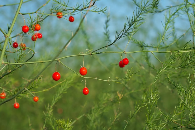 red berries of the asparagus