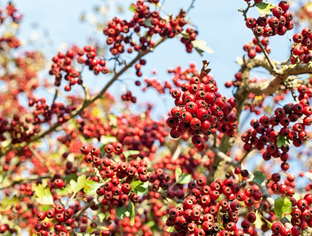 Red berries in autumn