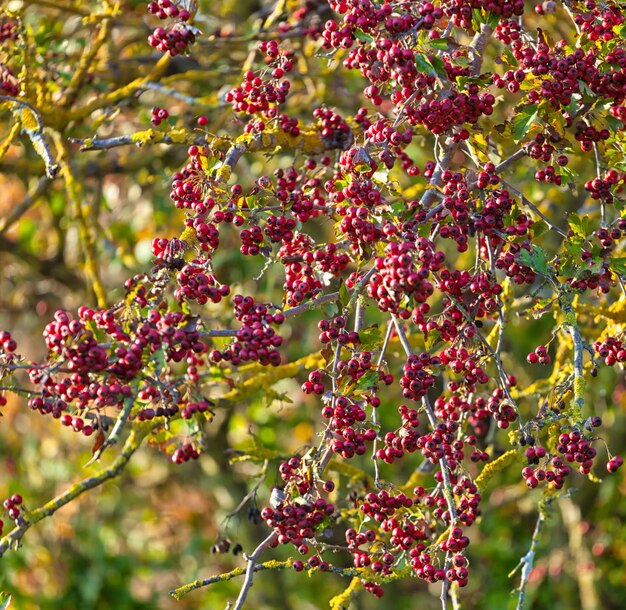 Red berries in autumn