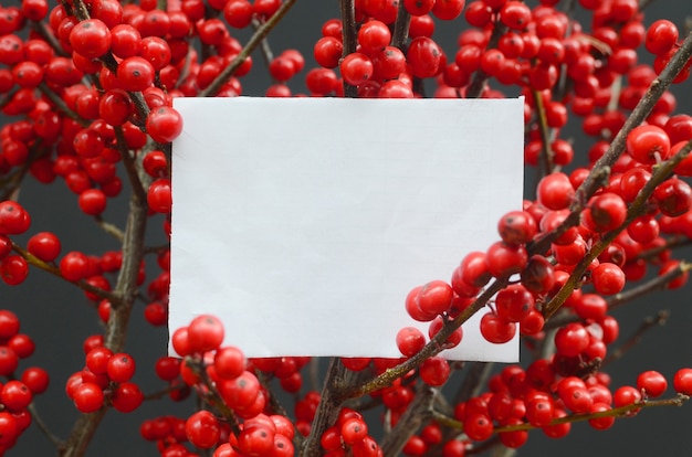 Red berries for background