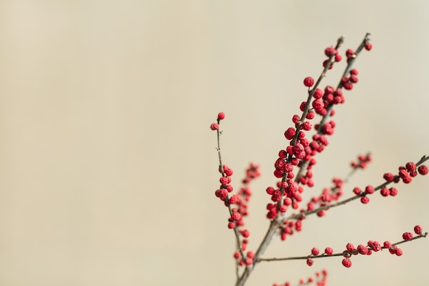 Red berries branch on tan neutral beige wall