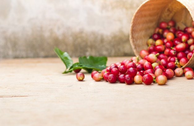 Red berries coffee beans.