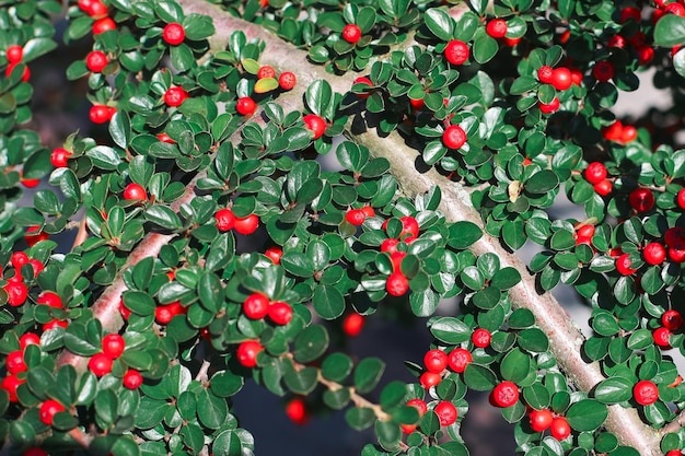 Red berries grow on a bush in the garden