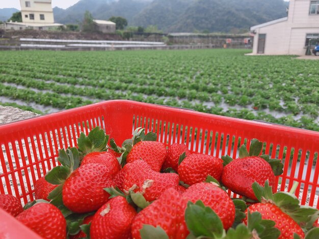 Foto bacche rosse che crescono sul campo