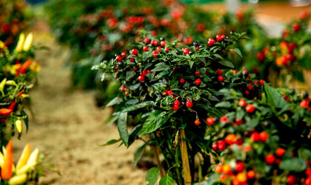 写真 植物で育つ赤いベリー