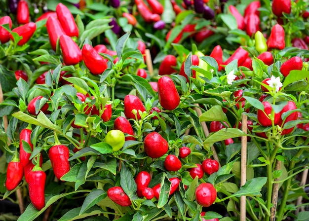 Photo red berries growing on plant