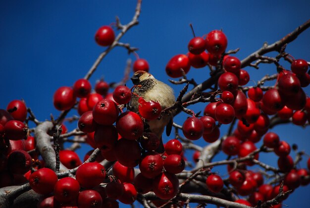 Foto bacche rosse che crescono sull'albero