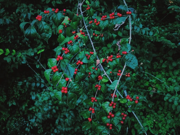 Photo red berries growing on tree