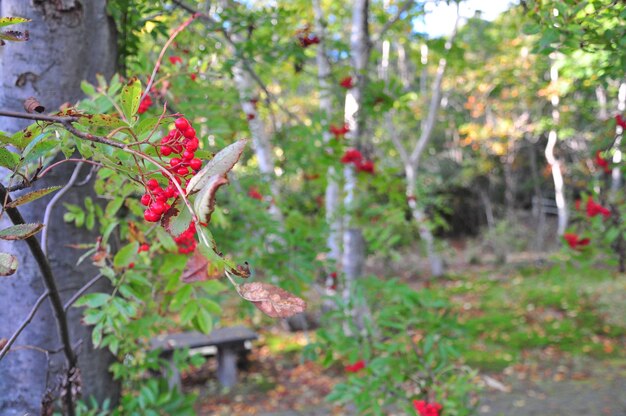 Red berries growing on tree