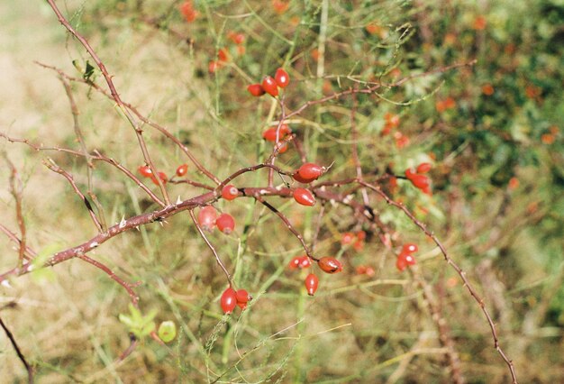 Photo red berries growing on tree