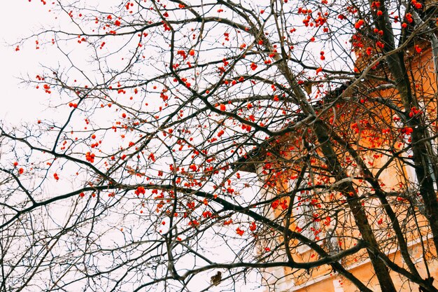 Foto bacche rosse su rami senza foglie