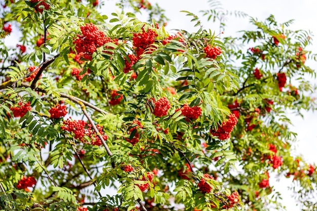 Red berries of mountain ash on a tree