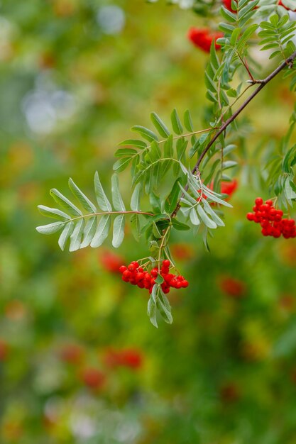 Фото Красные ягоды рябины (sorbus) на ветвях