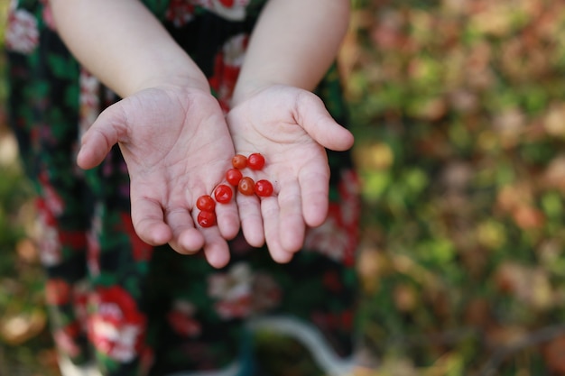 red berries in the palms