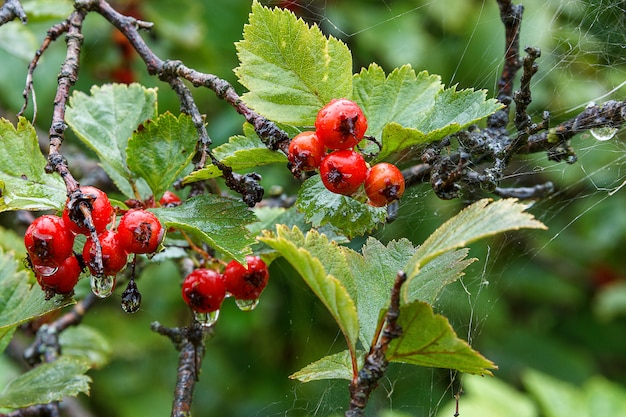 Red berries in the rain