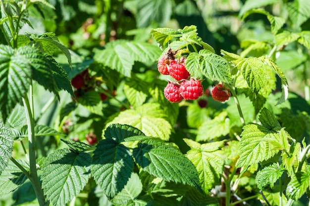 Red berries on raspberry bush in the garden