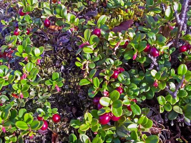 Red berries of red bilberry on bushes Berries in the tundra