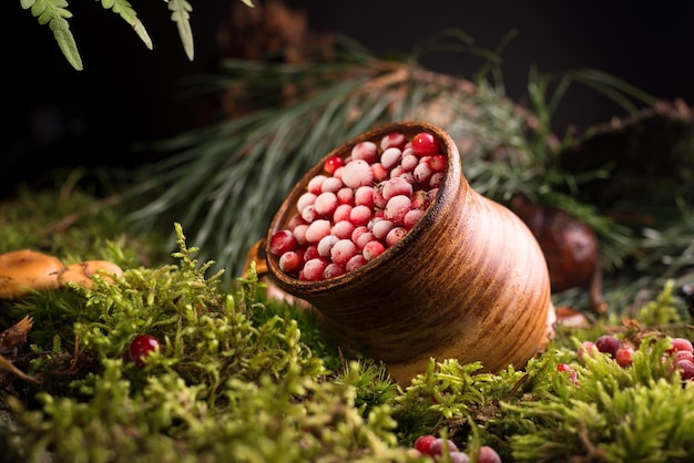 Red berries of ripe cranberries in a clay pot on a moss cover at forest floor