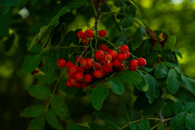 Red berries on rowan in blur with moiré effect