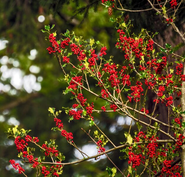 Photo red berries under the snow on christmas time in canada