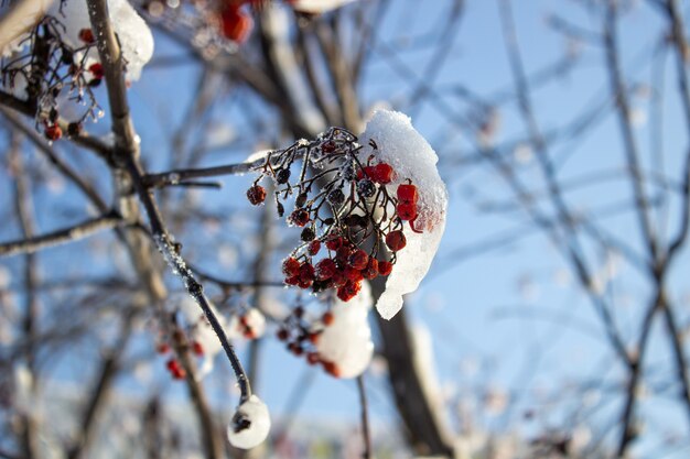 Red berries under snow, snow, background, mountain ash, hawthorn.