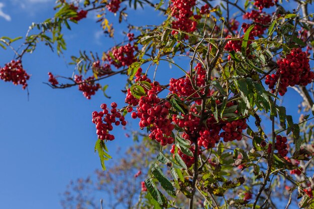 Photo red berries sunny day