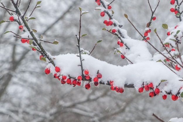 Red berries on a tree covered with snow