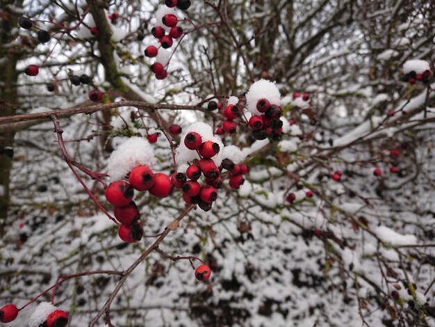 Red berries on tree