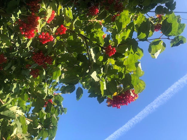 Red berries of Ukrainian viburnum in the blue sky