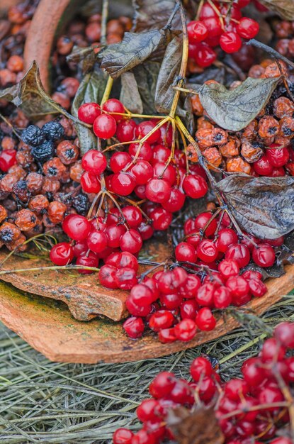 Red berries of viburnum and black chokeberry