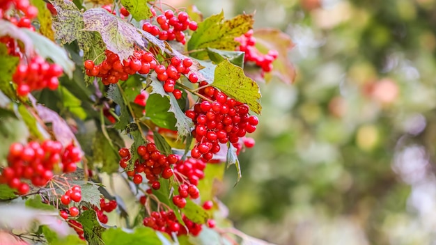 Red berries of viburnum on the branches in the garden Blurred autumn background